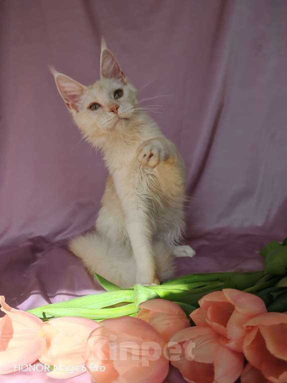 Кошки в Воронеже: Девочка мейн кун Девочка, 30 000 руб. - фото 5