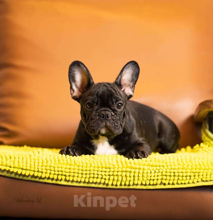 Собаки в Санкт-Петербурге: Тигровый парень Мальчик, Бесплатно - фото 2