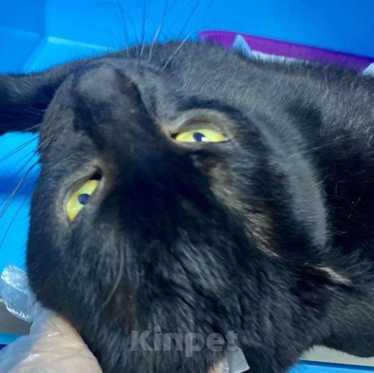 Кошки в Москве: Амура вернули 💔 Мальчик, Бесплатно - фото 4