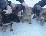 Собаки в Липецке: Щенки Бельгийской овчарки Девочка, Бесплатно - фото 2