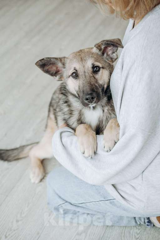 Собаки в Москве: Щенок бесплатно в Москве Девочка, Бесплатно - фото 3