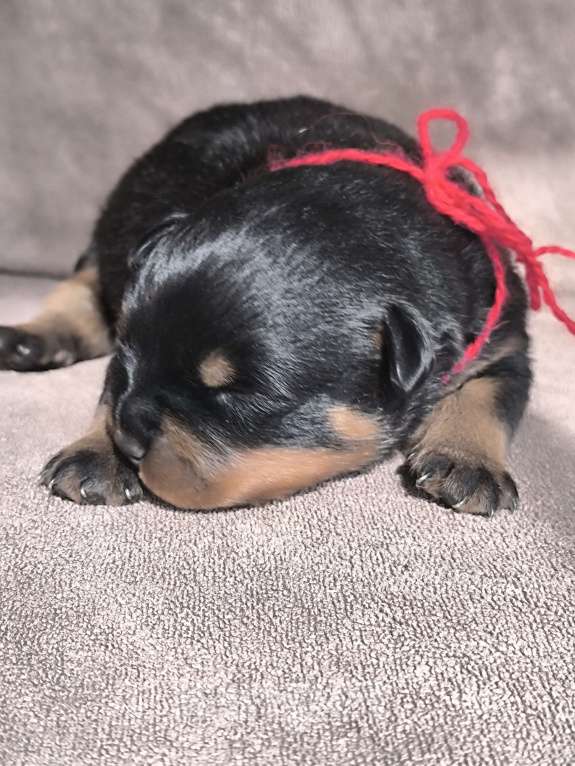 Собаки в Москве: Щенки ротвейлера от питомника Разнополые, Бесплатно - фото 2