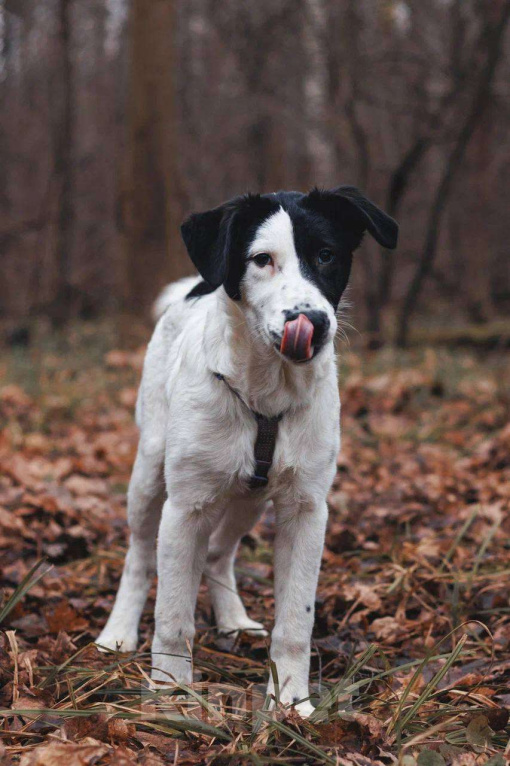 Собаки в Москве: Твиги - девочка, 2 месяца, ищет дом  Девочка, Бесплатно - фото 4