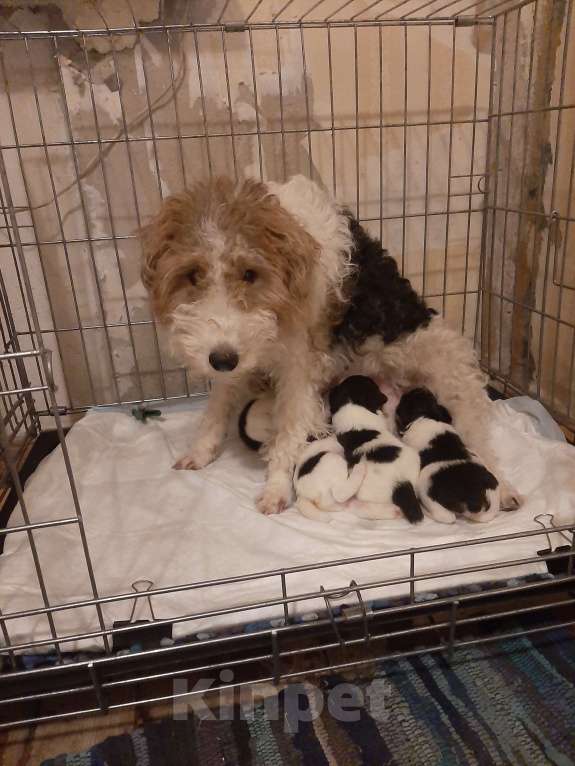 Собаки в Брянске: Фкстерьера жесткошерстного щенок Мальчик, 20 000 руб. - фото 2