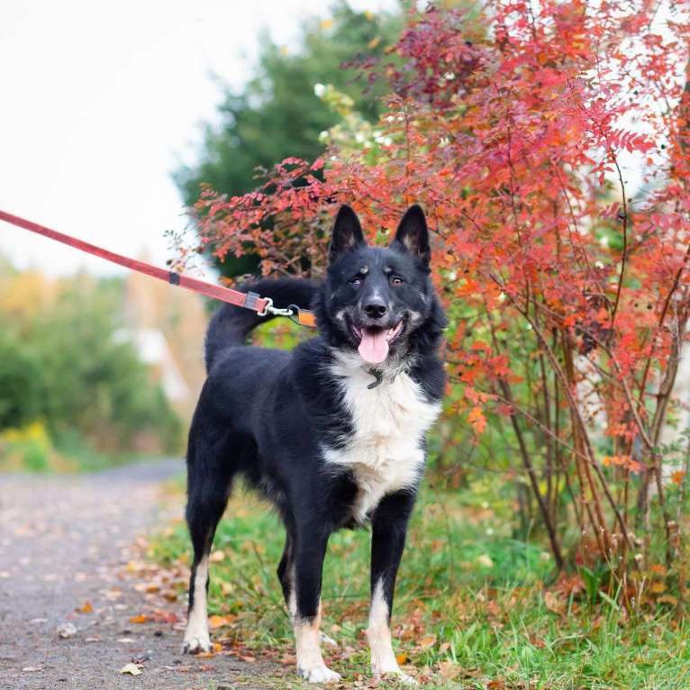 Собаки в Санкт-Петербурге: Роскошный молодой пёс Мальчик, Бесплатно - фото 4