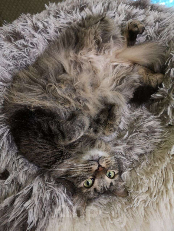 Кошки в Москве: Пальмуша — нежная домоседка.  Девочка, Бесплатно - фото 2