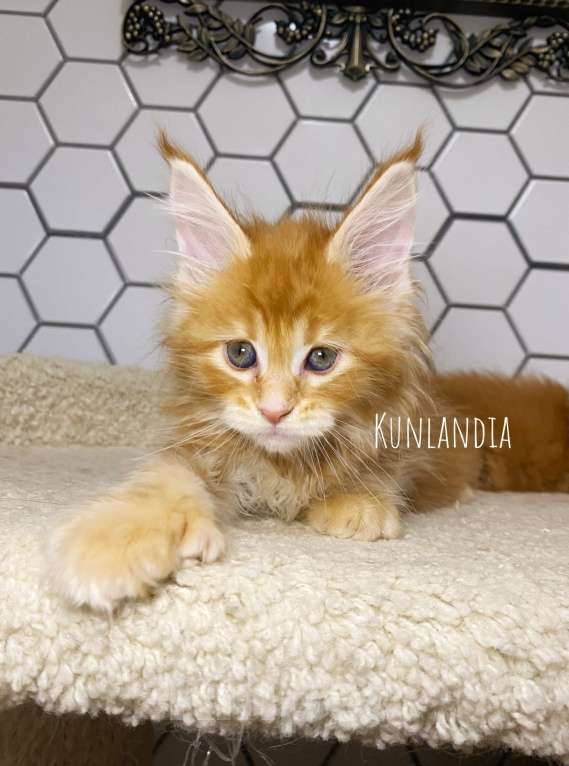 Кошки в Екатеринбурге: девочка поликун Девочка, 35 000 руб. - фото 3