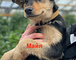 Собаки в Москве: Щенки — метисы овчарки в дар, Бесплатно - фото 4
