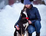 Собаки в Солнечногорске: Ласковый мальчишка в семью Мальчик, Бесплатно - фото 3
