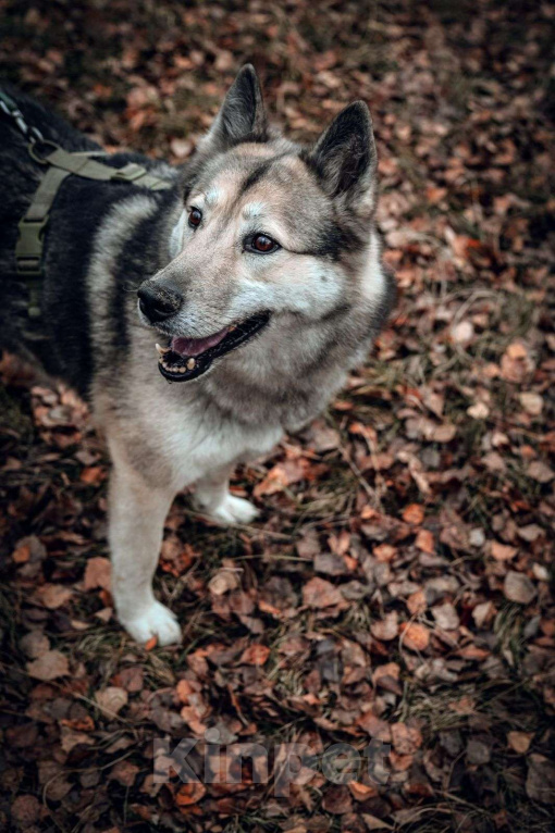 Собаки в Москве: Лилу Девочка, Бесплатно - фото 2