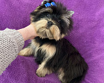 Собаки в Москве: Яркий йорк мальчик стандарт бэби фейс Мальчик, 39 000 руб. - фото 5