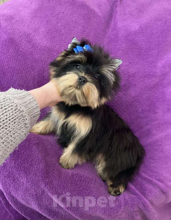 Собаки в Москве: Яркий йорк мальчик стандарт бэби фейс Мальчик, 39 000 руб. - фото 5
