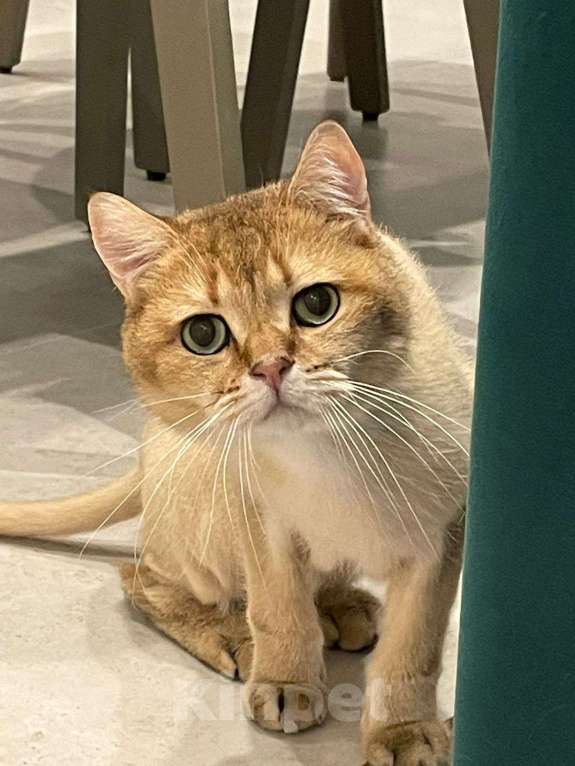Кошки в Мытищах: Симба Мальчик, Бесплатно - фото 1