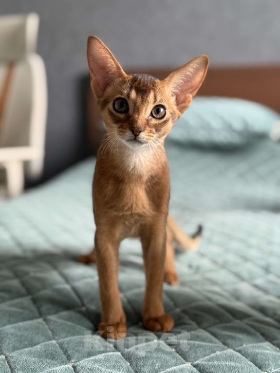 Кошки в Краснодаре: Абиссинский котенок дикого окраса Девочка, 75 000 руб. - фото 5