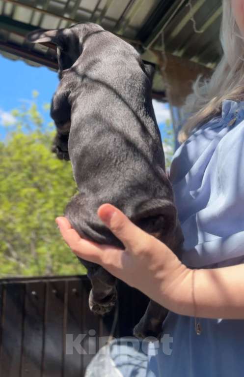 Собаки в Сочи: девочка  голубая , щенки французского бульдога Девочка, 55 000 руб. - фото 3