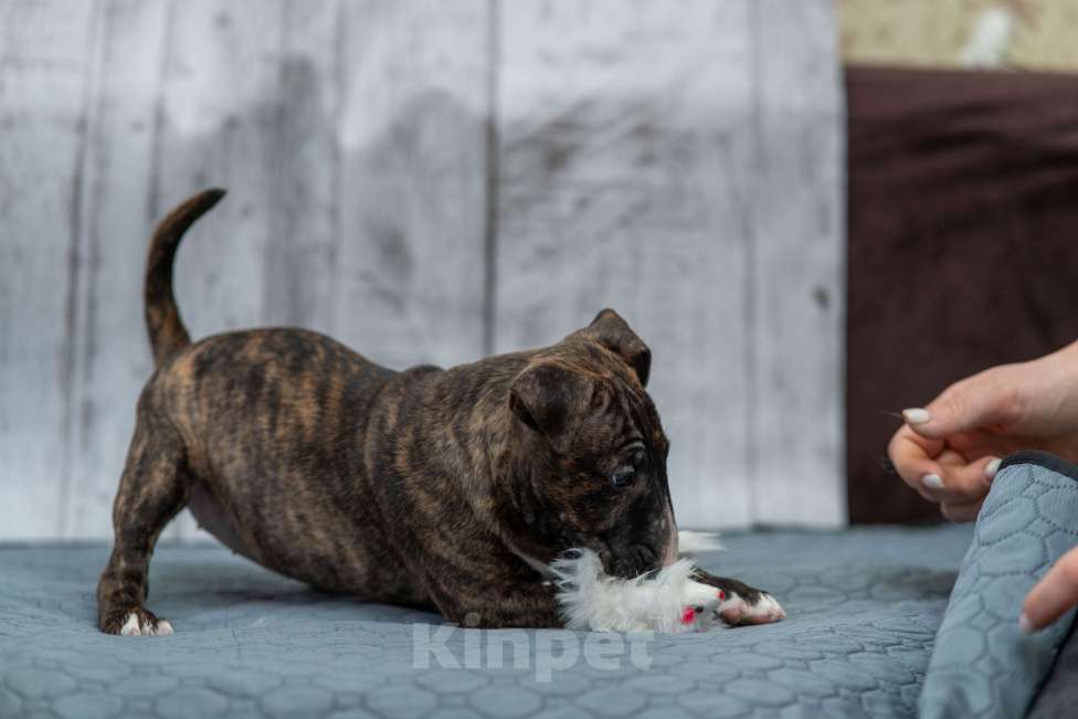 Собаки в Москве: Бультерьер стандартный, щенок Девочка, Бесплатно - фото 5