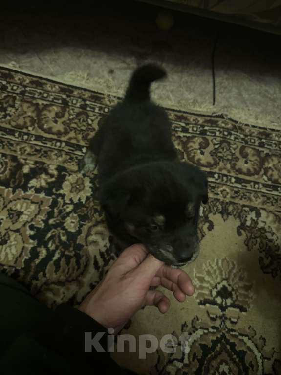 Собаки в других городах Воронежской области: Отдам в добрые руки Мальчик, Бесплатно - фото 1