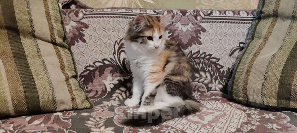 Кошки в других городах Воронежской области: Отдадим в хорошие руки Девочка, Бесплатно - фото 1