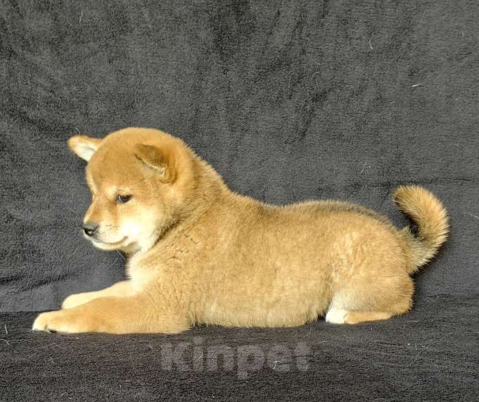 Собаки в Москве: Сиба ину. Девочка Девочка, 60 000 руб. - фото 5