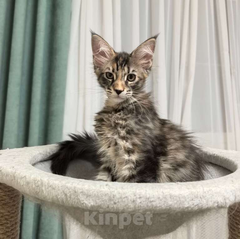 Кошки в Санкт-Петербурге: Котенок мейн кун девочка Девочка, 20 000 руб. - фото 2