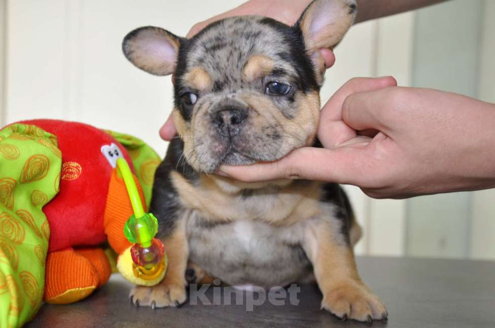 Собаки в Москве: Шоколадно-подпалый мерле Мальчик, 120 000 руб. - фото 3