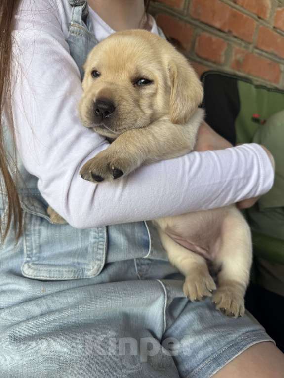 Собаки в других городах Краснодарского края: Щенки палевого окраса Девочка, 25 000 руб. - фото 2