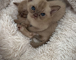 Кошки в Екатеринбурге: Бурманские клубные котята Мальчик, Бесплатно - фото 4