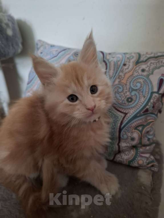 Кошки в Москве: Подарок к 8 марта. Девочка, 25 000 руб. - фото 3