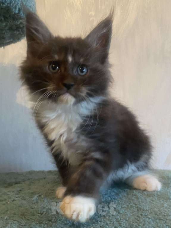 Кошки в Москве: Мейн-кун черный дым биколор Мальчик, Бесплатно - фото 3