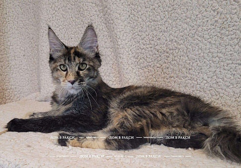 Кошка мейн-кун X’Sandra Raksi Line