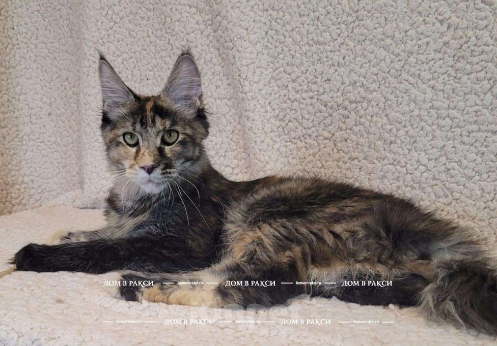 Кошки в других городах Ленинградской области: Кошка мейн-кун X’Sandra Raksi Line Девочка, Бесплатно - фото 1