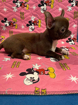 Чихуахуа  Шоколадные  Мальчики