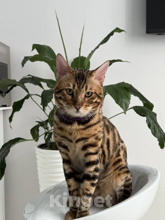 Кошки в Екатеринбурге: GRACE EKT"S  RICHARD - бенгальский кот в разведение! Мальчик, Бесплатно - фото 3