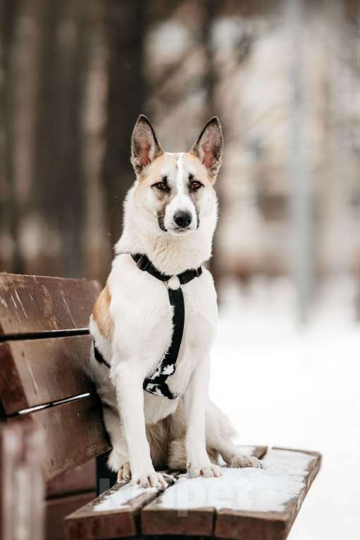 Собаки в Москве: Милая Пенка ищет дом Девочка, Бесплатно - фото 6