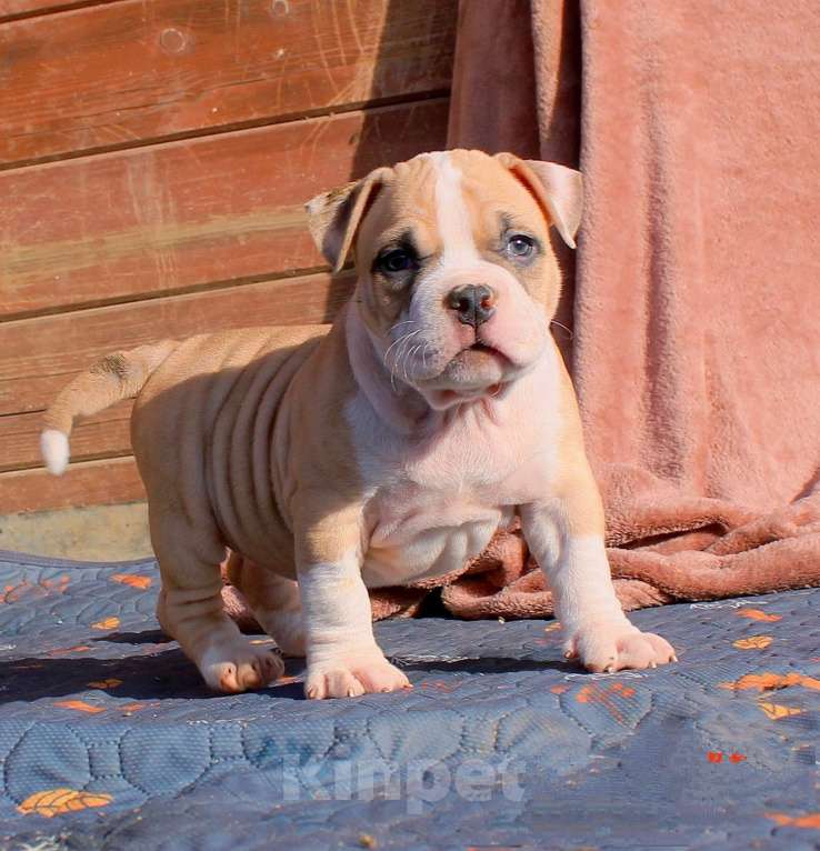 Собаки в Канске: булли-дети Мальчик, 70 000 руб. - фото 6