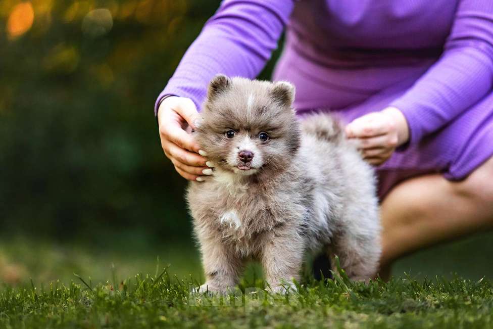 Собаки в Ярославле: Кобель шпиц мраморного окраса Мальчик, 40 000 руб. - фото 4