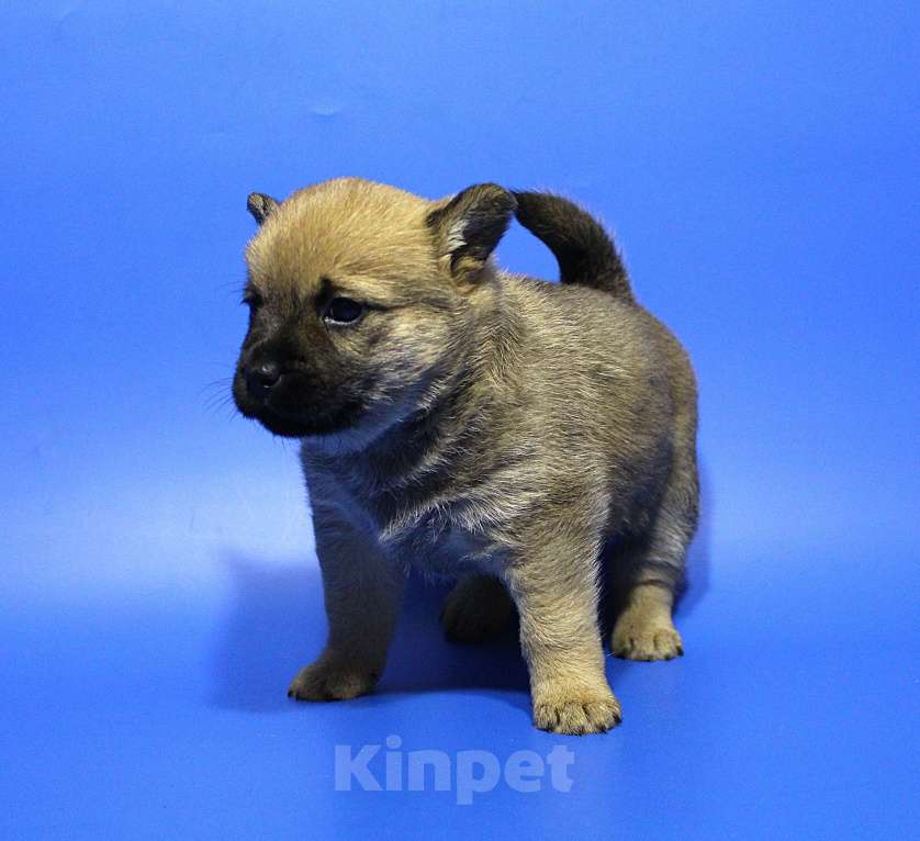 Собаки в Москве: Щенки Мальчик, Бесплатно - фото 3