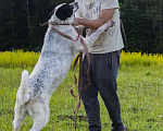 Собаки в Верее: Ласковая и игривая девочка Зена ищет любящую семью. Девочка, Бесплатно - фото 3