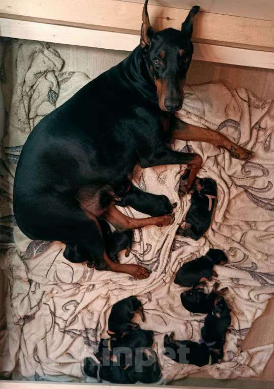 Собаки в других городах Московской области: Щенки доберамна Мальчик, 75 000 руб. - фото 9