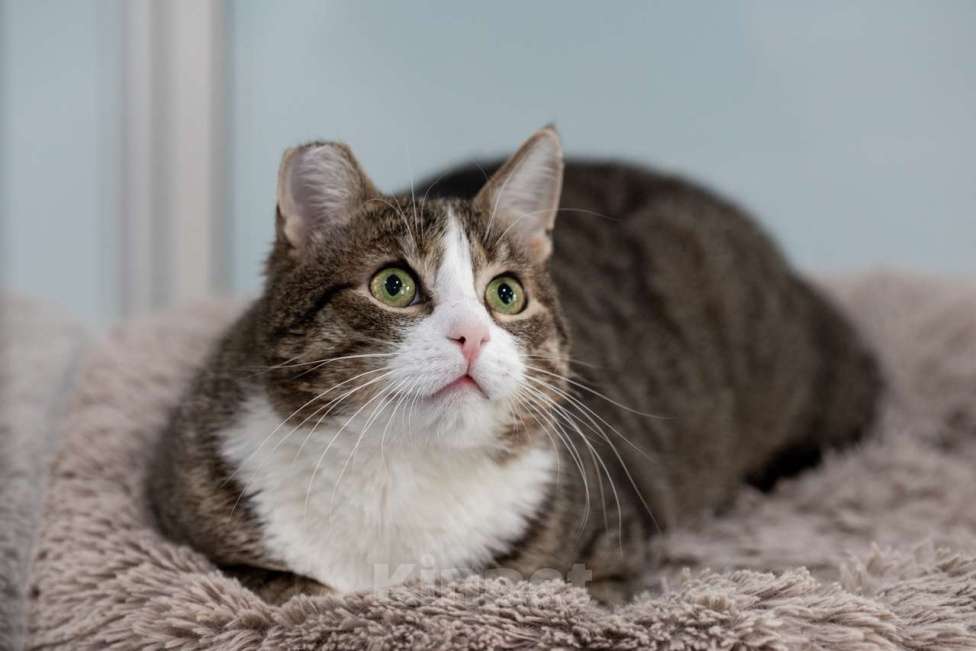 Кошки в Москве: Кот Филя в добрые руки Мальчик, Бесплатно - фото 8