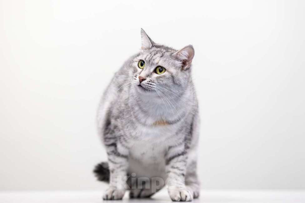 Кошки в Москве: Принцесса Диана Девочка, Бесплатно - фото 2