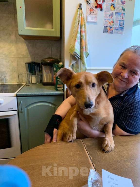 Собаки в Санкт-Петербурге: Милый, домашний пёсик с пушистым хвостом Мальчик, Бесплатно - фото 2