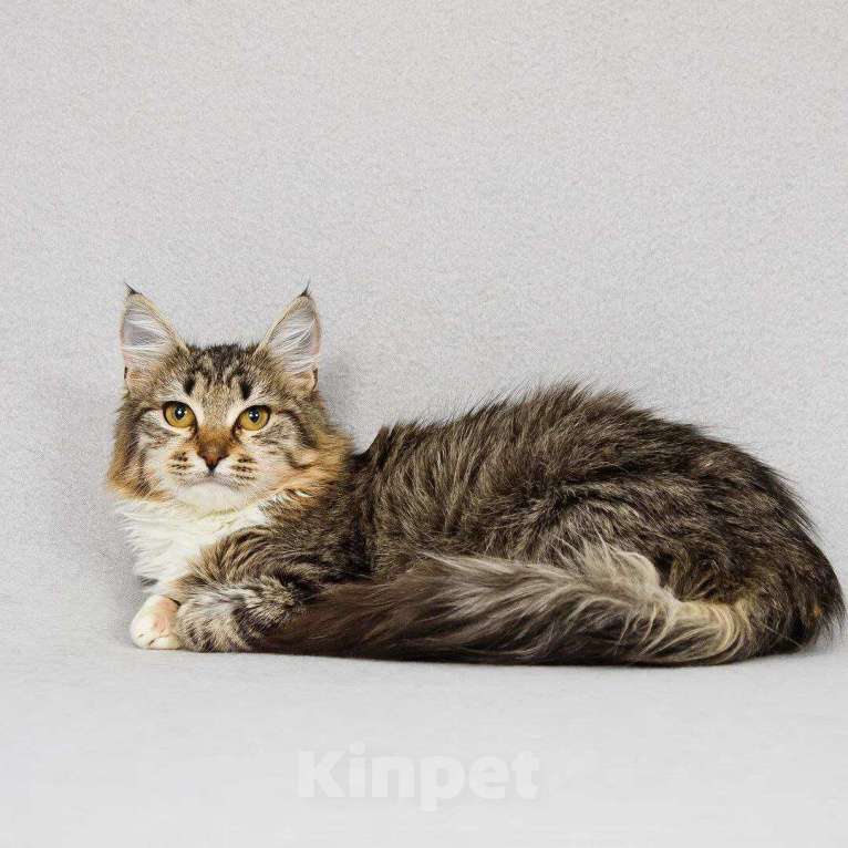 Кошки в Москве: котенок Бурка ищет дом Девочка, Бесплатно - фото 7