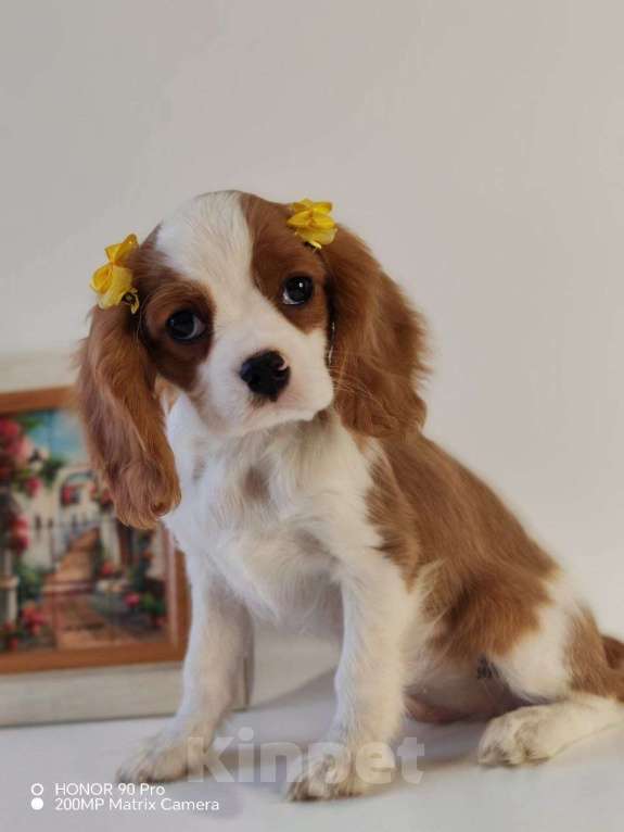 Собаки в других городах Московской области: Кавалер Кинг Чарльз спаниель, мальчик Мальчик, 60 000 руб. - фото 6