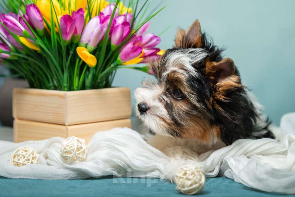 Собаки в Вологде: Таюшка ждёт весну и маму! Очаровательный мальчик бивер терьера (док. РКФ) Мальчик, 85 000 руб. - фото 5