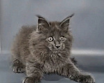 Кошки в других городах Ленинградской области: Котёнок мейн-кун Мальчик, 70 000 руб. - фото 4