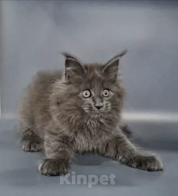 Кошки в других городах Ленинградской области: Котёнок мейн-кун Мальчик, 70 000 руб. - фото 4