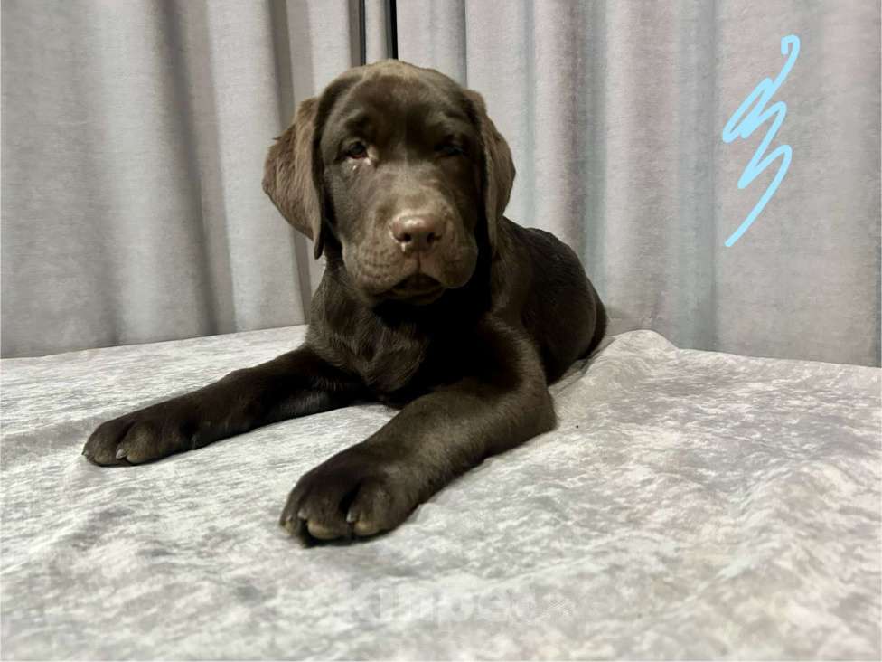 Собаки в Ярославле: Лабрадор ретривер щенок Девочка, 50 000 руб. - фото 2