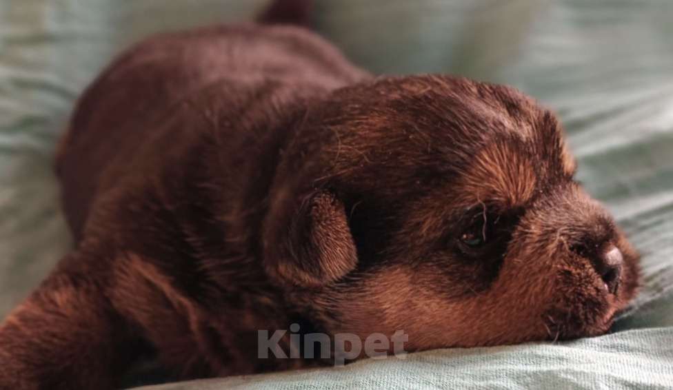 Собаки в Москве: Норвичата Мальчик, Бесплатно - фото 2