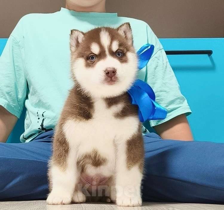 Собаки в Котласе: Хаски Щенки Разных окрасов Разнополые, Бесплатно - фото 1